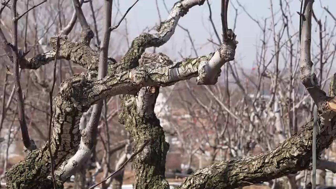 潍坊昌邑市饮马镇:博陆山下的千年梨王