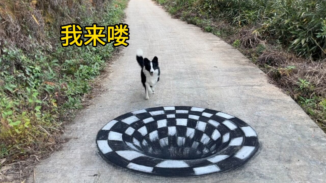 在马路上画一个眩晕地毯,狗狗居然直接跑了进去!这是怎么回事?