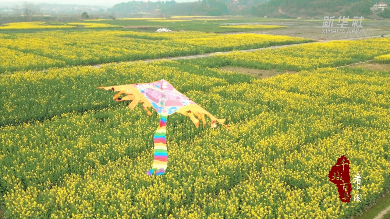 千城百县看中国︱湖南祁阳:油菜花开金灿灿