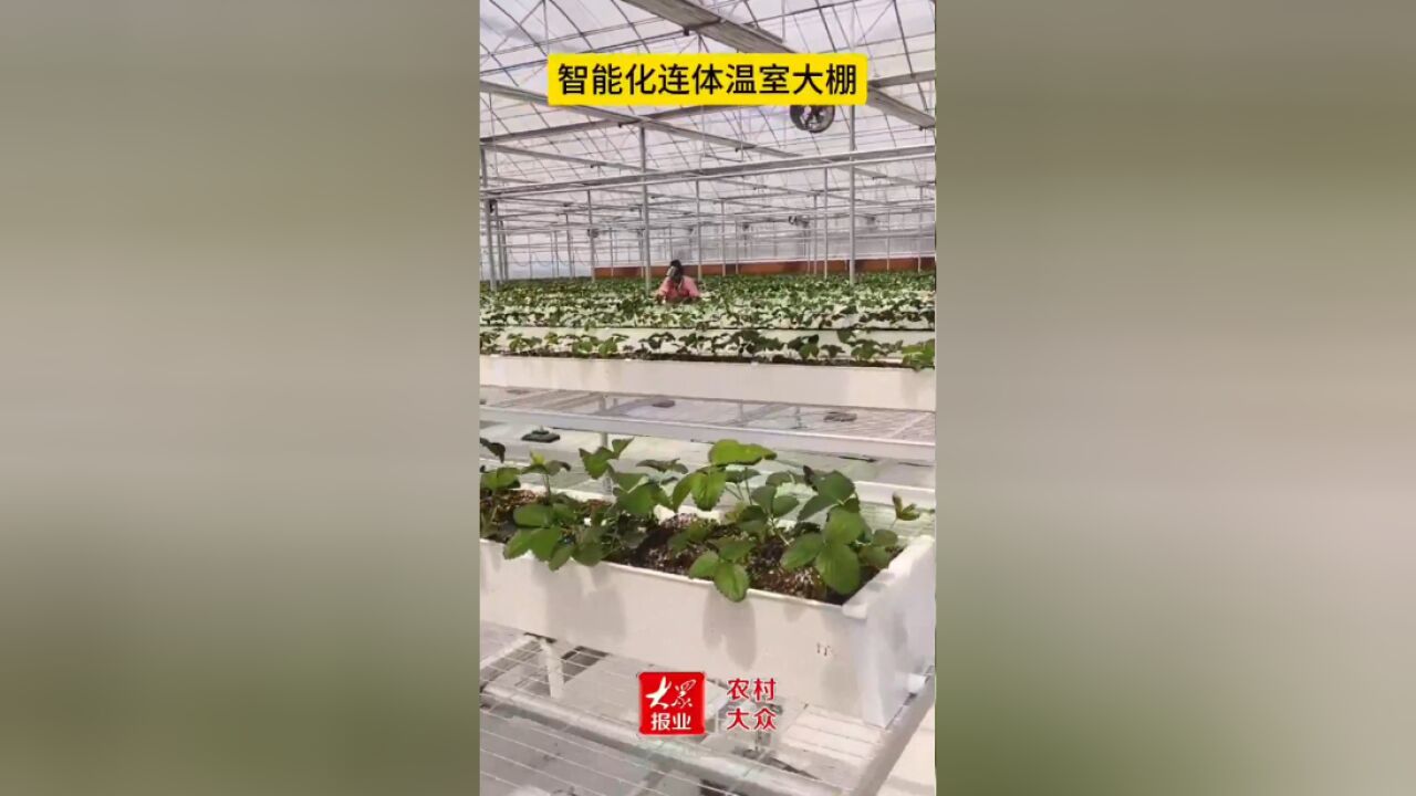 收益可观,“智慧草莓”育苗忙