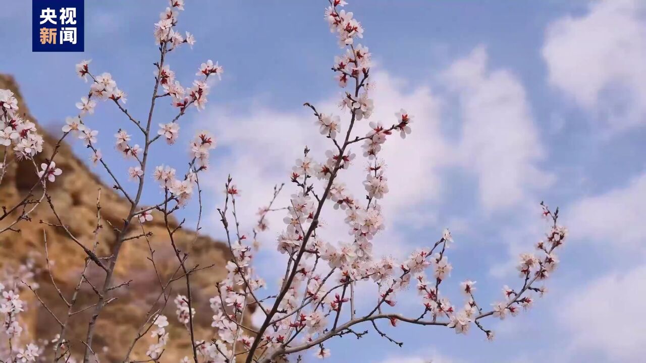 “晋”享春意 看龙泉山桃花美如画卷