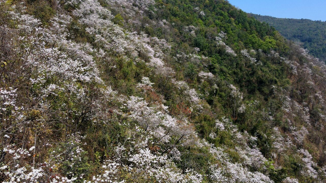 千城胜景丨云南施甸:野生白露满山坡 繁花似雪比琼华