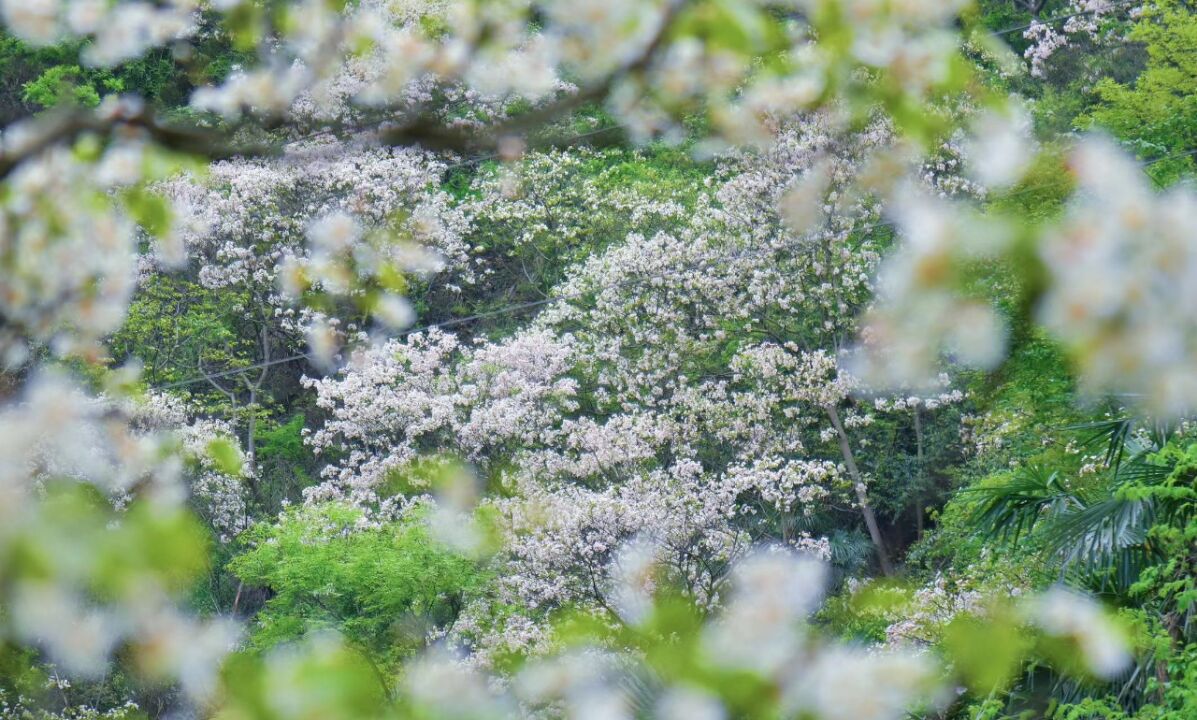 在春日ⷥﻦ˜娶㢑格十里桐花迎风起 吹香新晃半座城