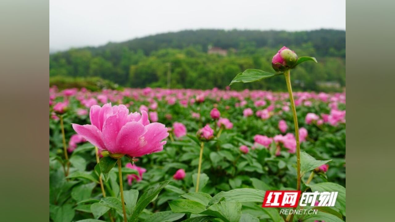 新邵:中药材规模化种植激发乡村振兴新引擎