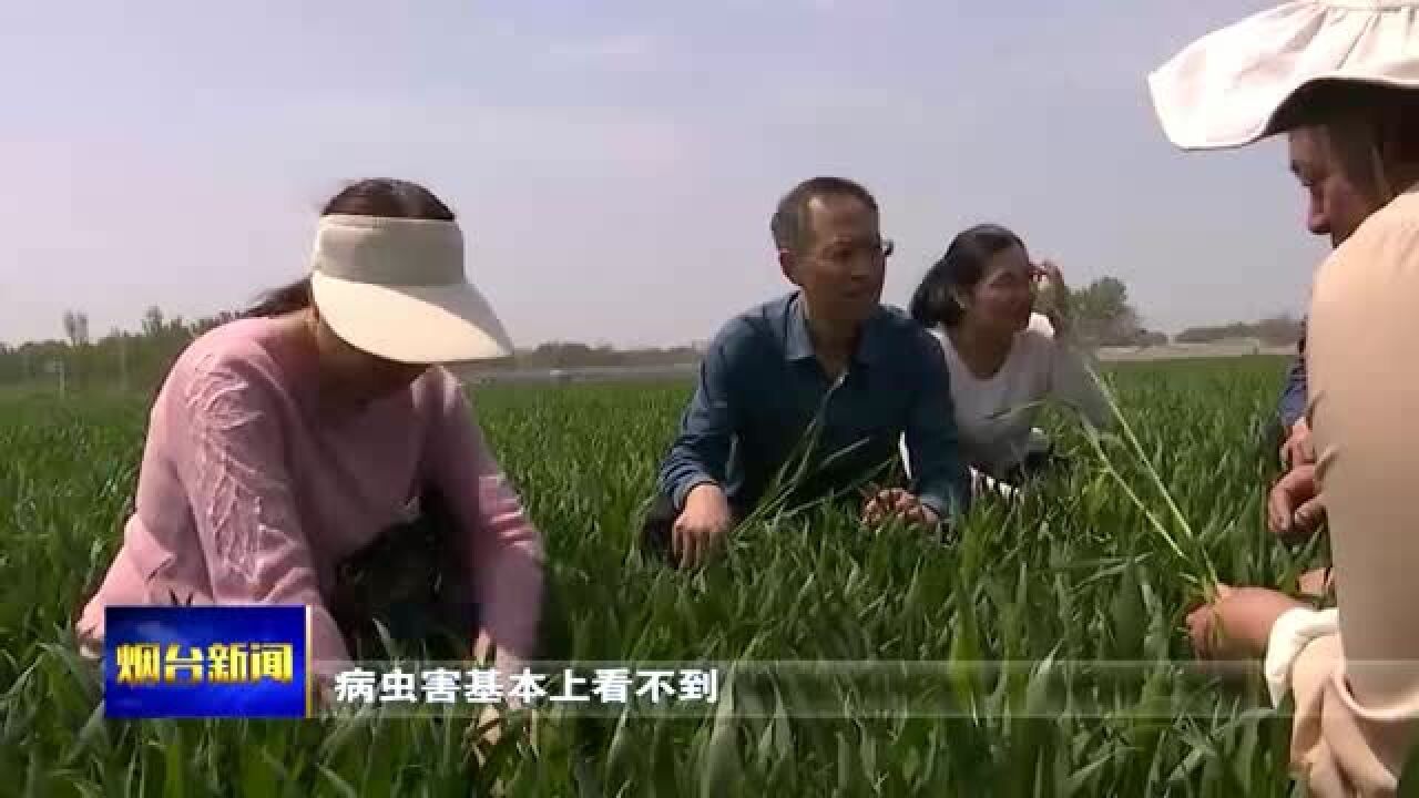 病虫害防控全覆盖 专家助力夏粮丰收