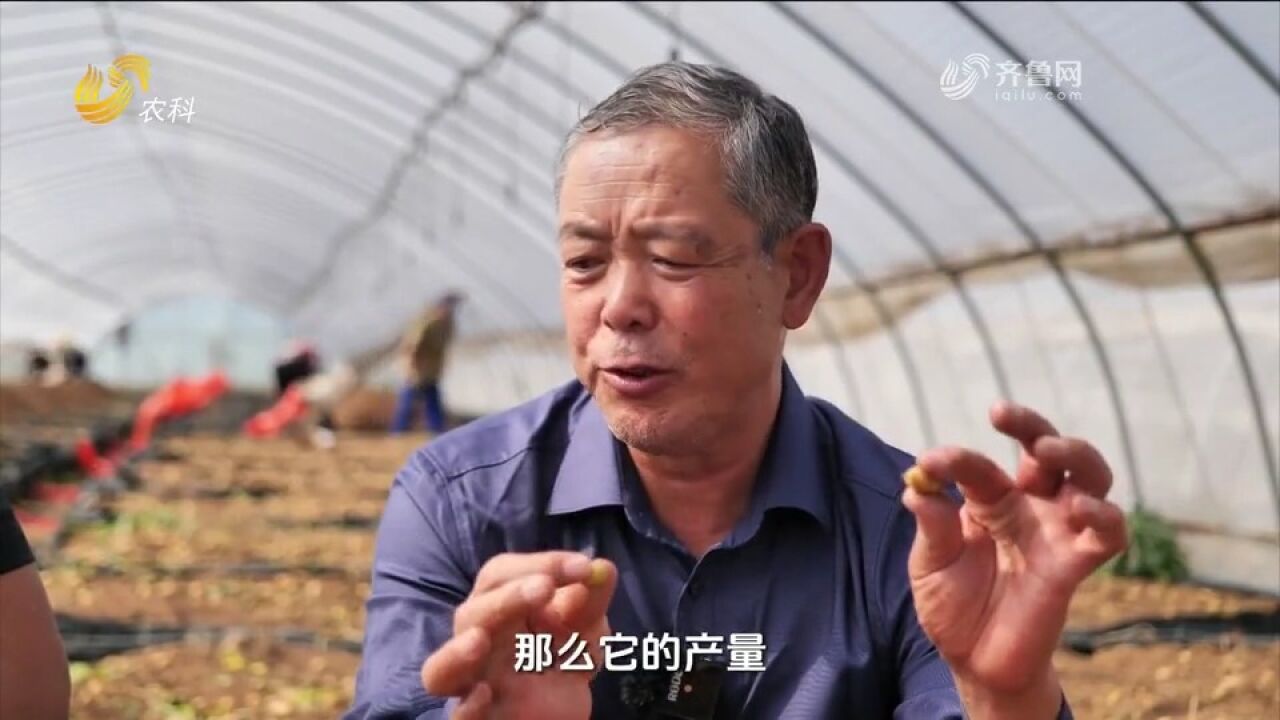 到底多大的微型薯更好?不同大小成本产量也不同,来跟着专家学学