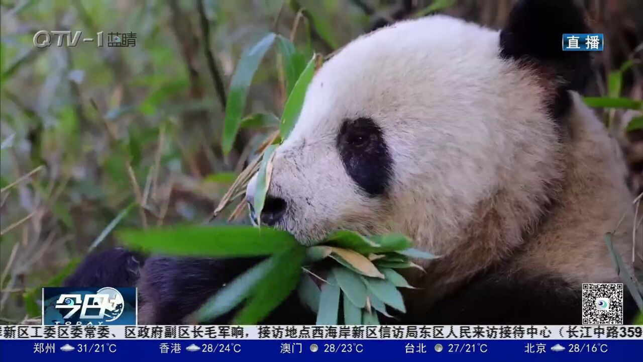 探寻大熊猫踪迹(陕西汉中)大熊猫野外活动频繁期 探访佛坪国家自然保护区