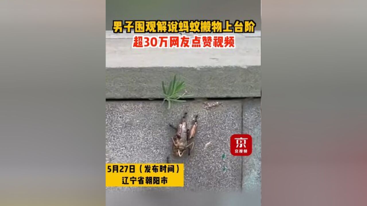 你有时间陪我一起看小蚂蚁吗?