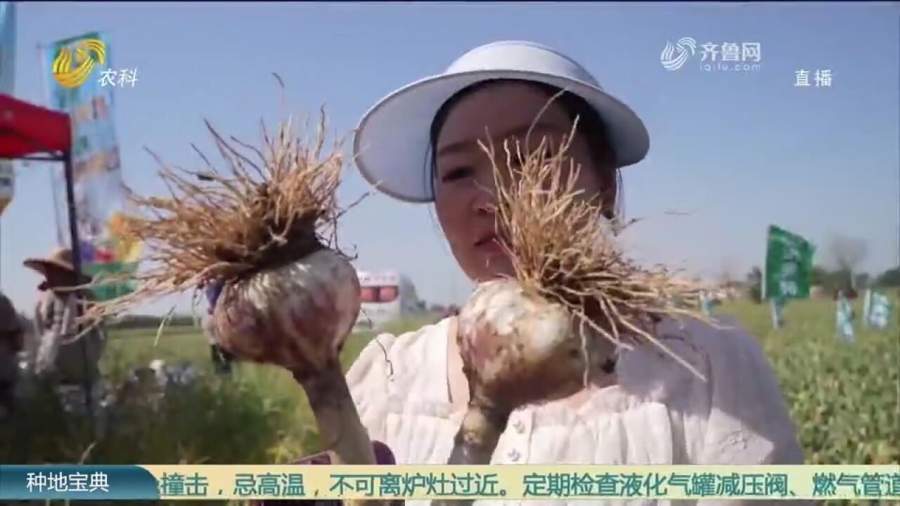 这片大蒜地重茬38年,却能亩产鲜蒜4635斤,带你一起看看有啥秘诀