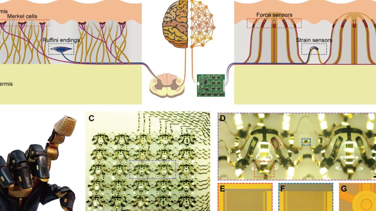 接近真实皮肤!我国科学家成功研制出世界首款具有仿生三维架构电子皮肤