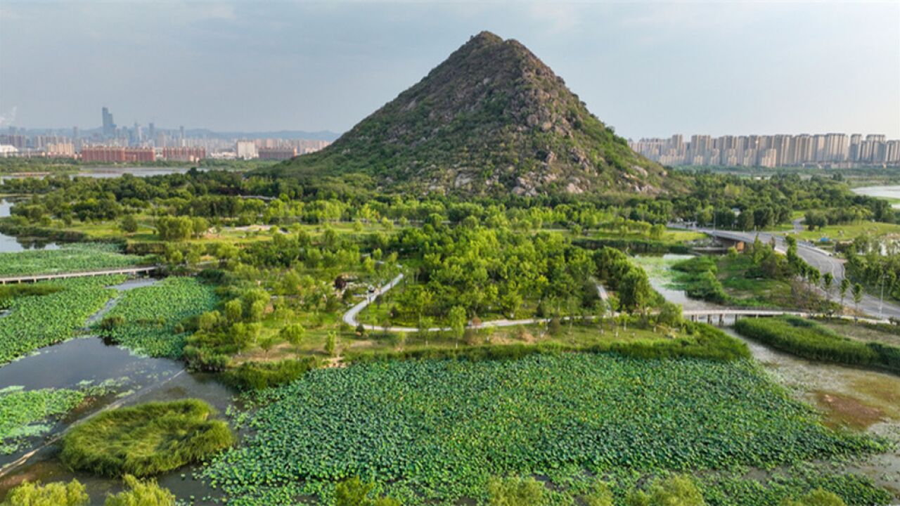 华山湿地现“接天莲叶无穷碧”美景