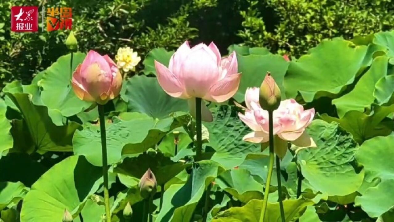 自主培育荷花惊艳岛城!“崂山重台”与“思思”盛开争奇斗艳