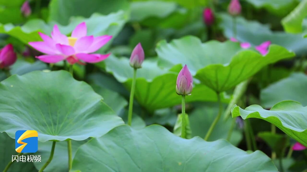 临沂市罗庄区:湿地荷花初绽放 满目美景入画来