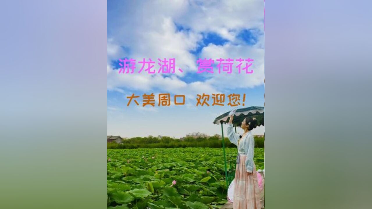 游龙湖、赏荷花 大美周口欢迎您!