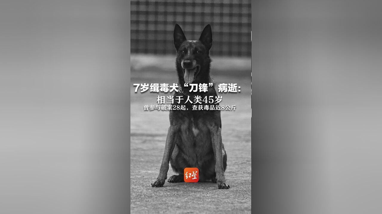 7岁缉毒犬“刀锋”病逝:相当于人类45岁,曾参与破案28起,查获毒品近8公斤