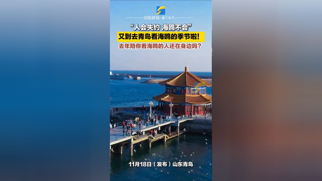 又到去青岛看海鸥的季节啦!去年陪你看海鸥的人还在身边吗?