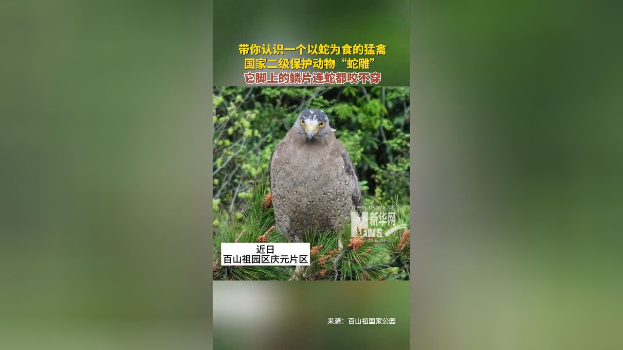 带你认识一个以蛇为食的猛禽 国家二级保护动物“蛇雕”