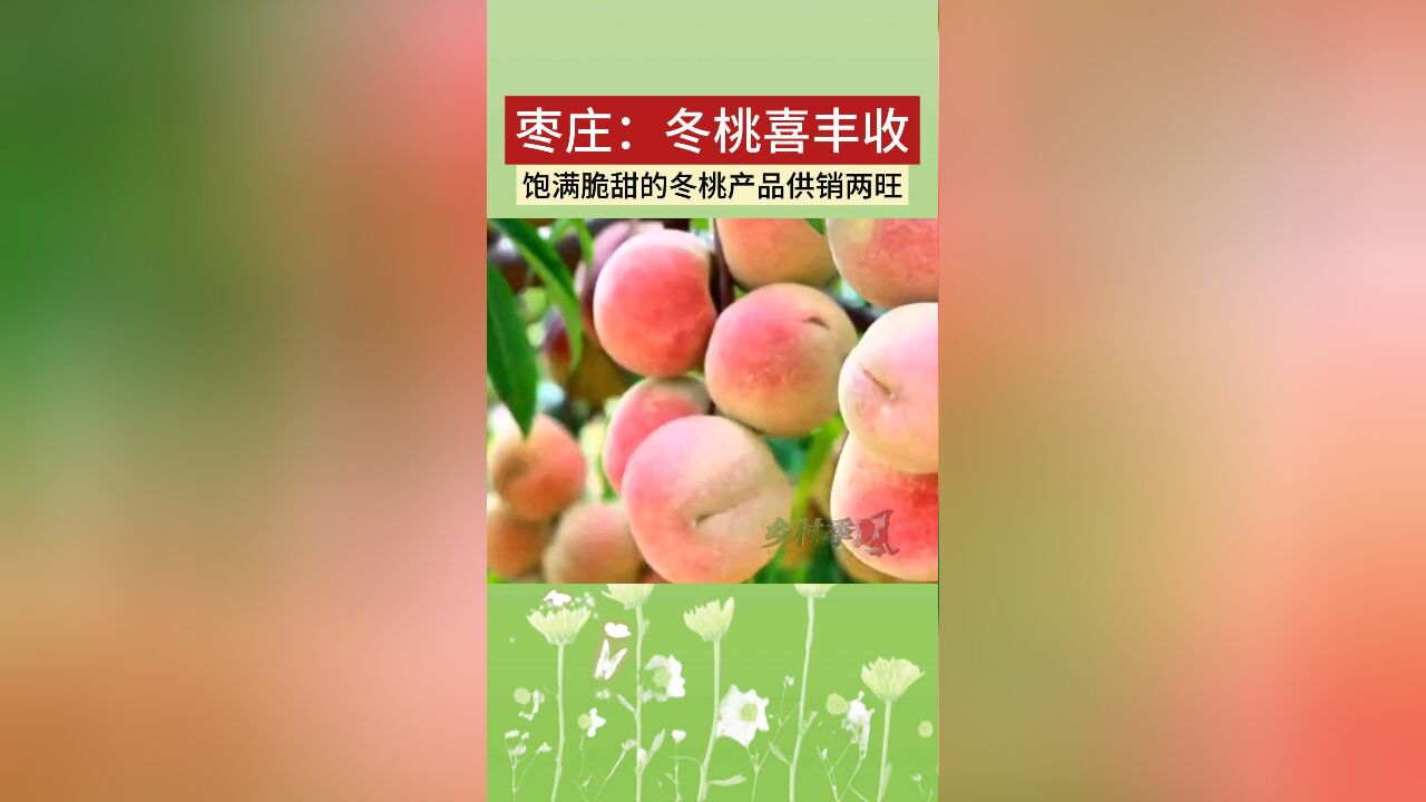 枣庄:千亩冬桃迎来丰收 饱满脆甜的冬桃产品供销两旺