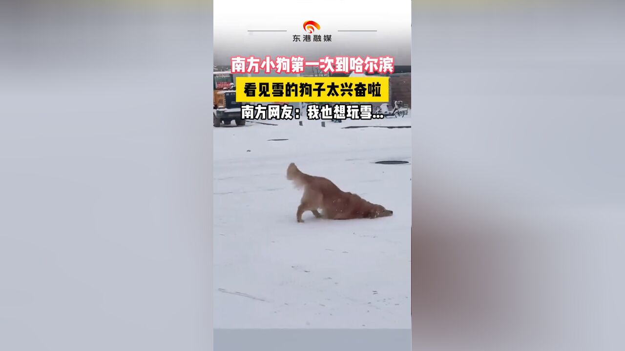 南方小狗第一次到哈尔滨 看见雪的狗子太兴奋啦