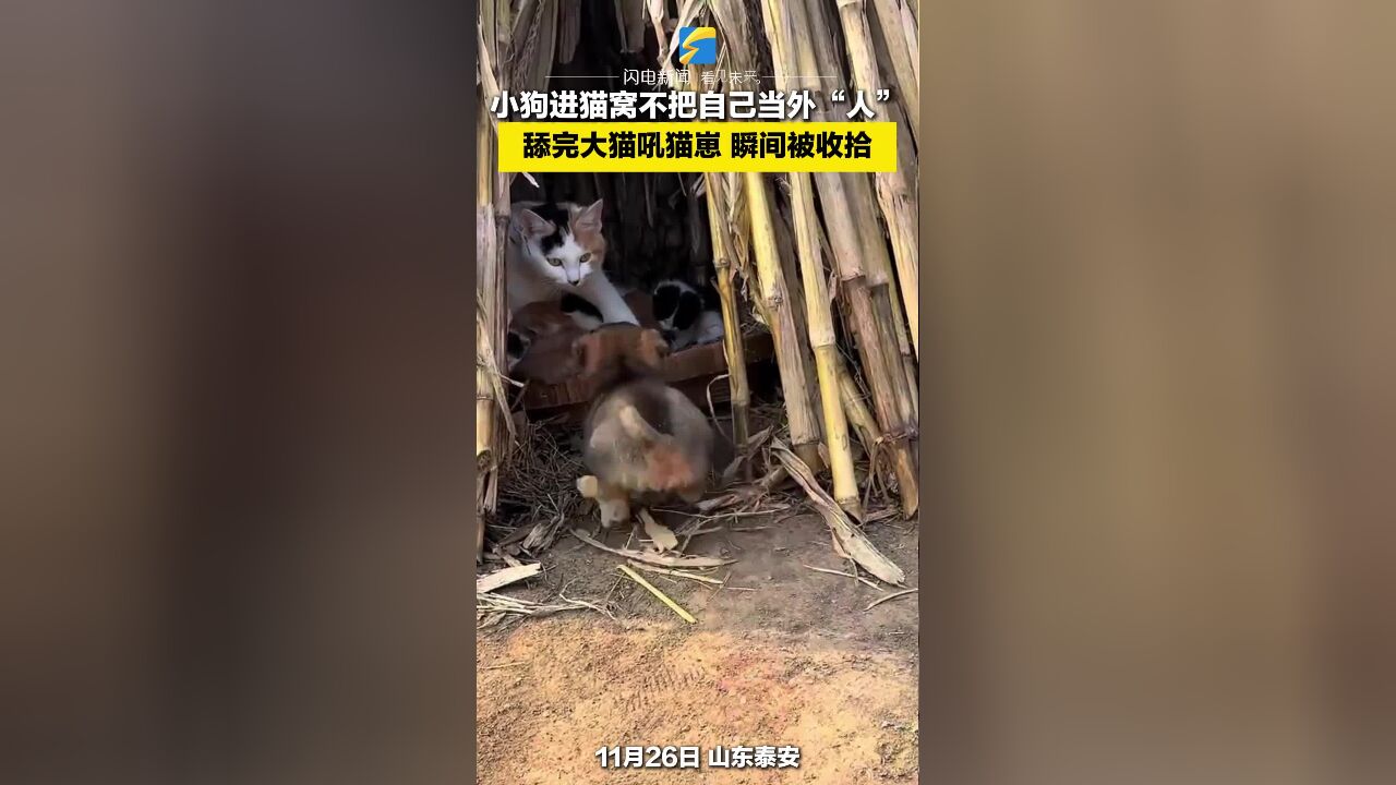 小狗进猫窝不把自己当外“人” 舔完大猫吼猫崽 瞬间被收拾