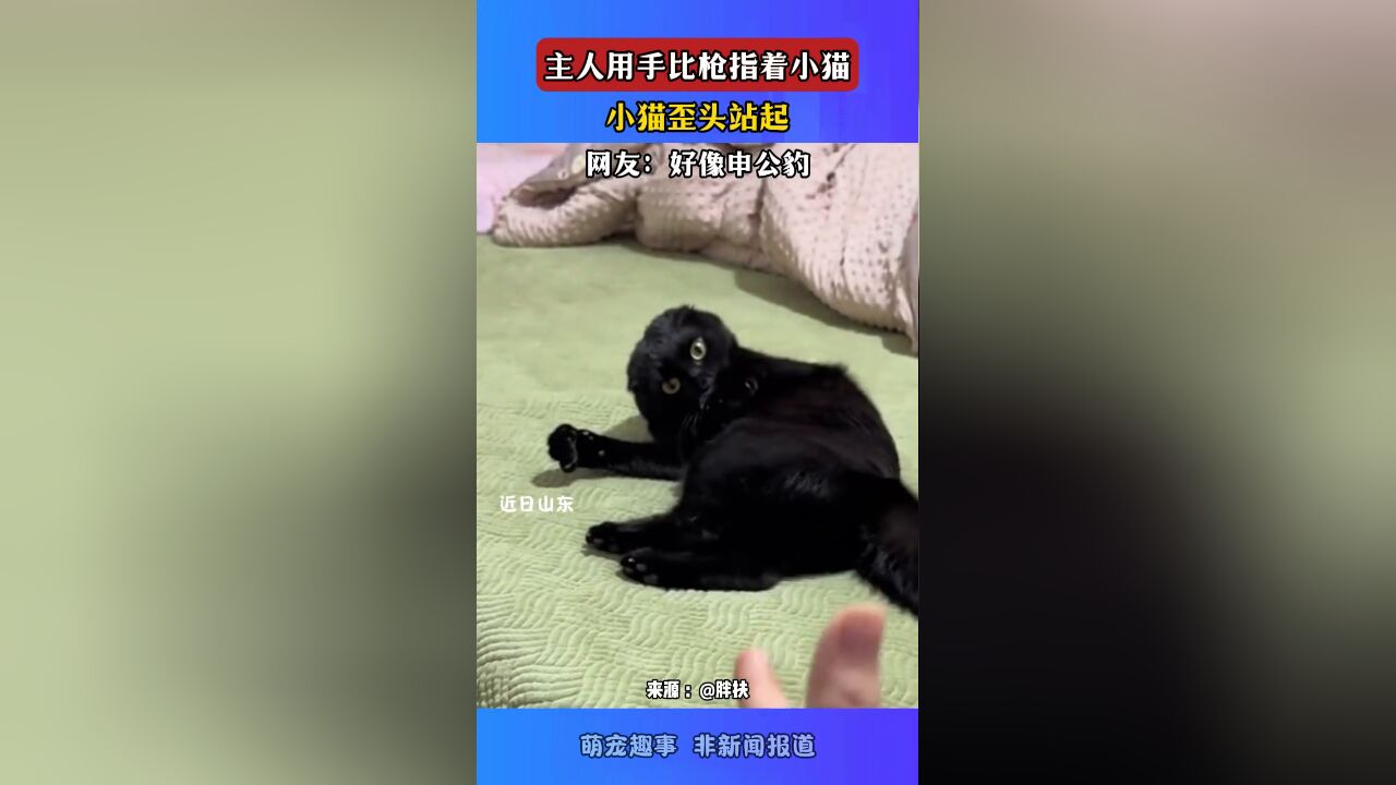 主人用手比枪指着小猫,小猫歪头站起,网友:好像申公豹