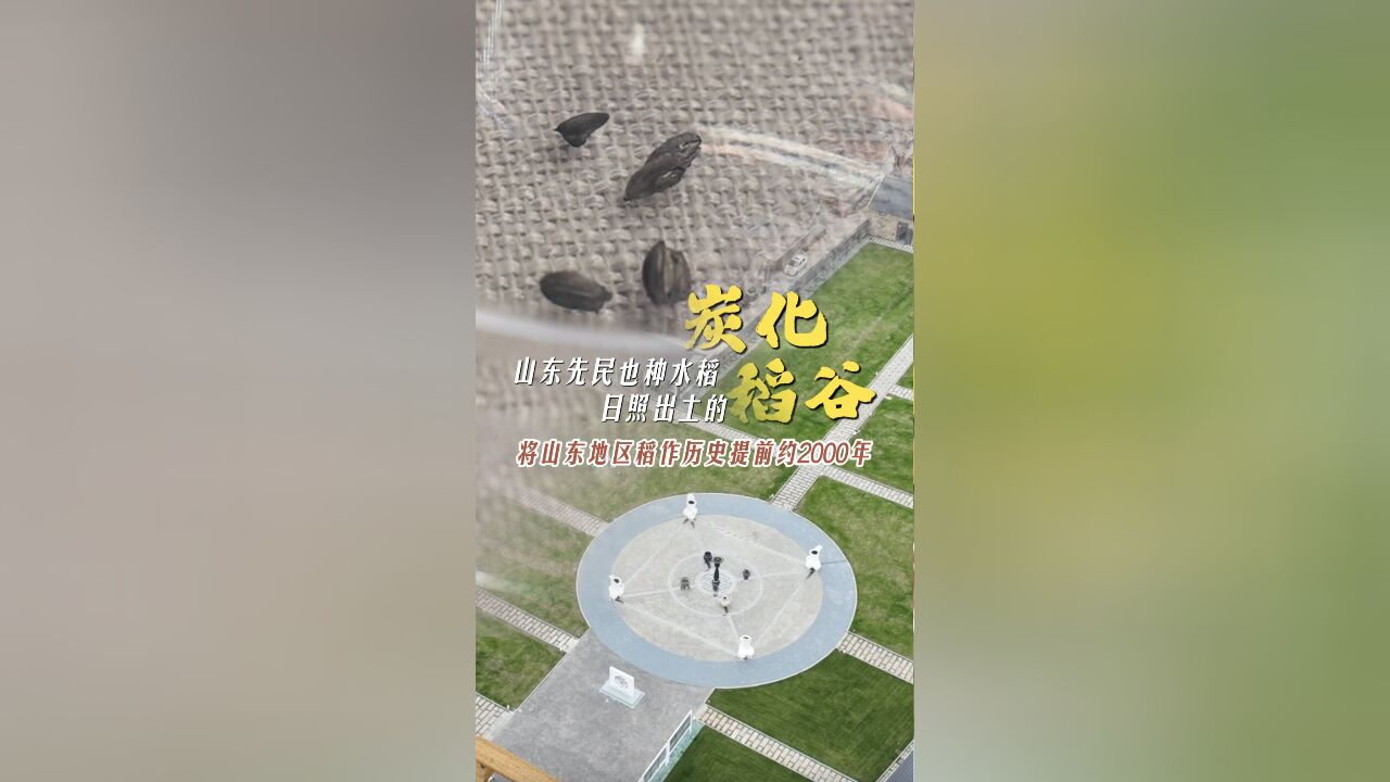 何以中国|日照出土的炭化稻谷将文献记载山东地区稻作历史提前约2000年