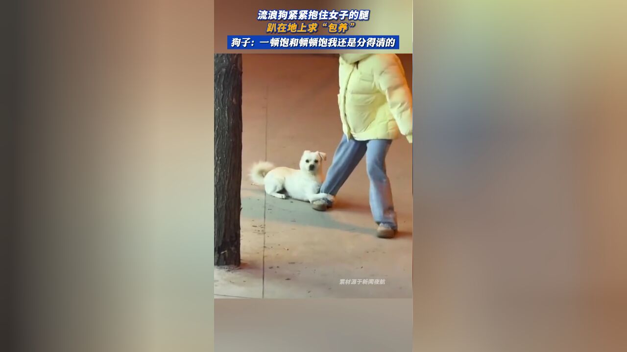 狗子:一顿饱和顿顿饱我还是分得清的