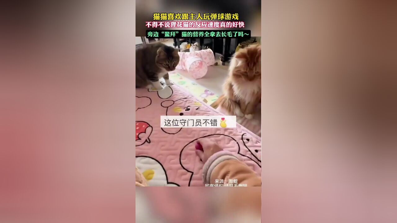 猫猫喜欢跟主人玩弹球游戏不得不说狸花猫的反应速度真的好快旁边“鳌拜”猫的营养全拿去长毛了吗~