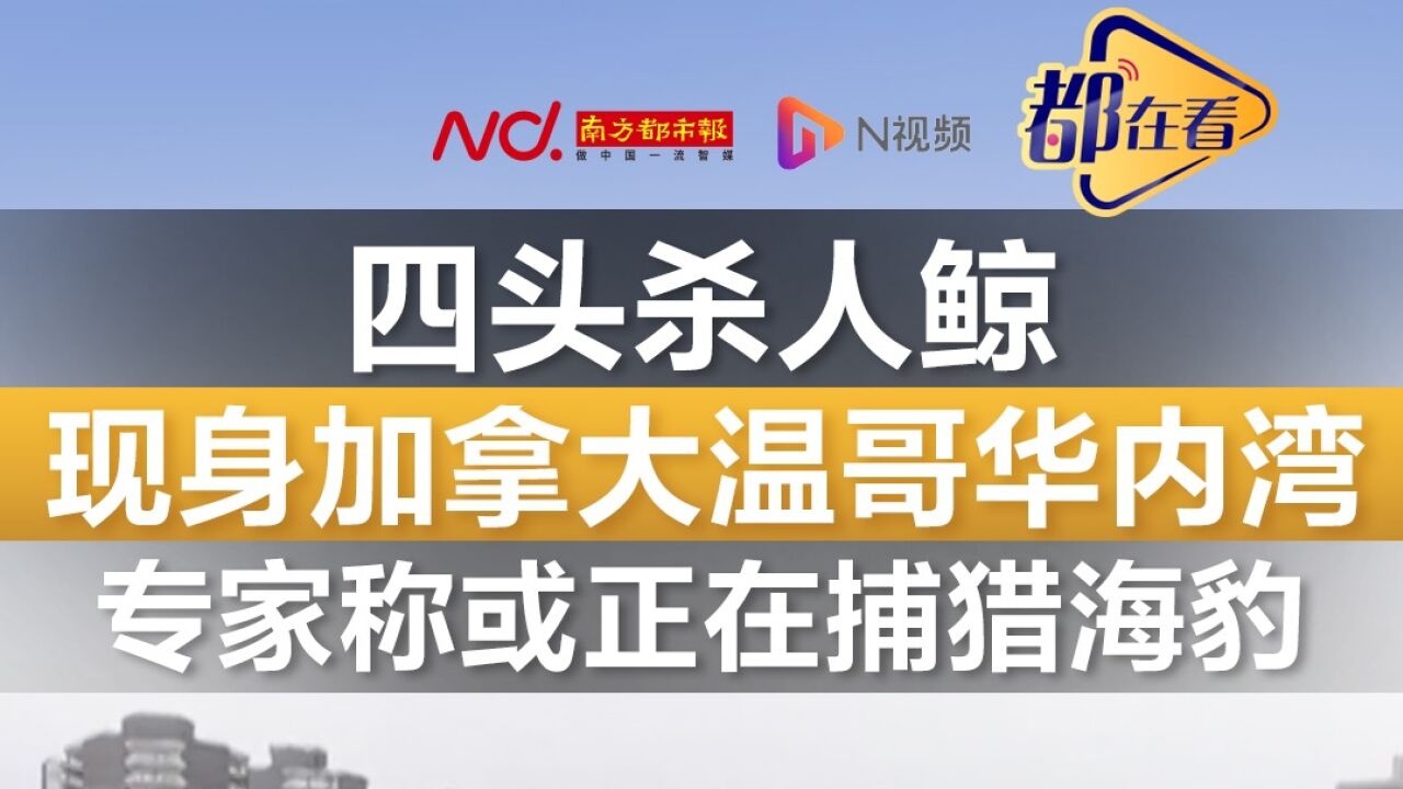 四头杀人鲸现身加拿大温哥华内湾 专家称或正在捕猎海豹