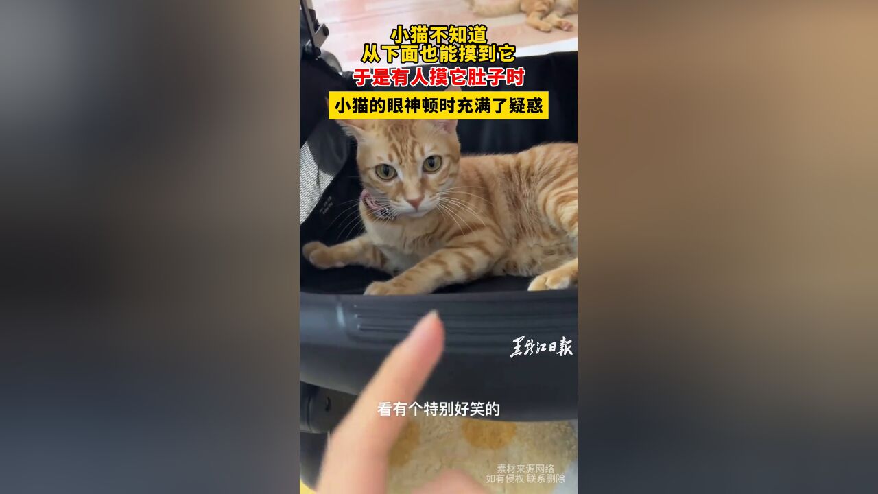 小猫不知道从下面也能摸到它,有人摸它肚子时,眼神顿时充满疑惑