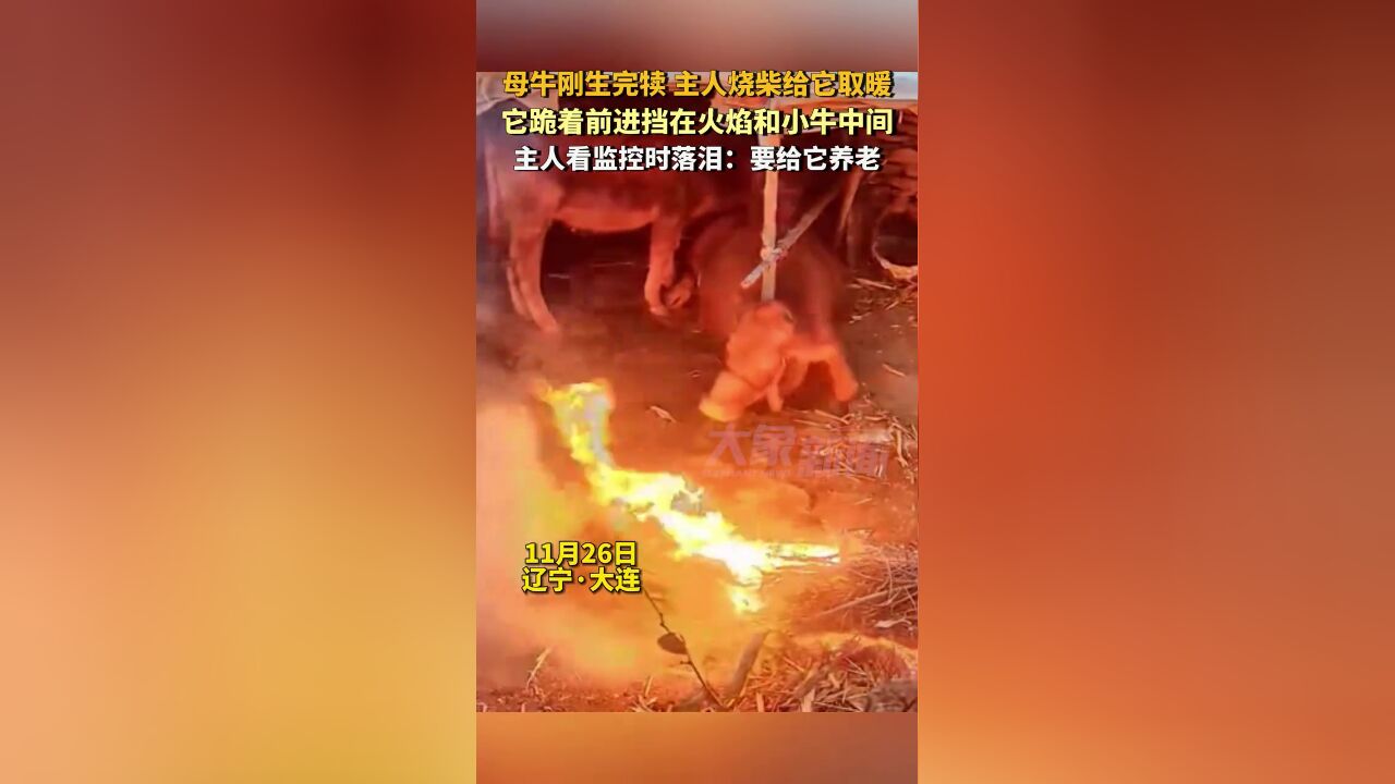 母牛刚生完犊主人烧柴给它取暖,它跪着前进挡在火焰和小牛中间