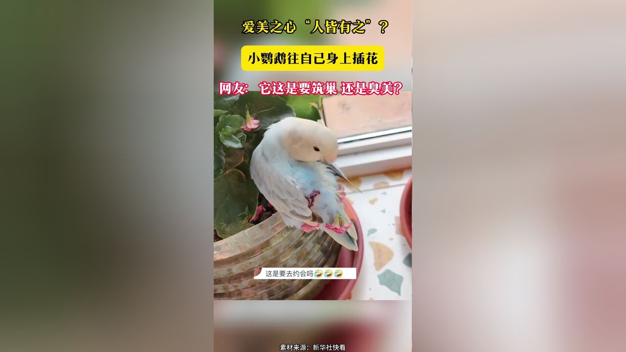 爱美之心“人皆有之”?小鹦鹉往自己身上插花 网友:它这是要筑巢 还是臭美?