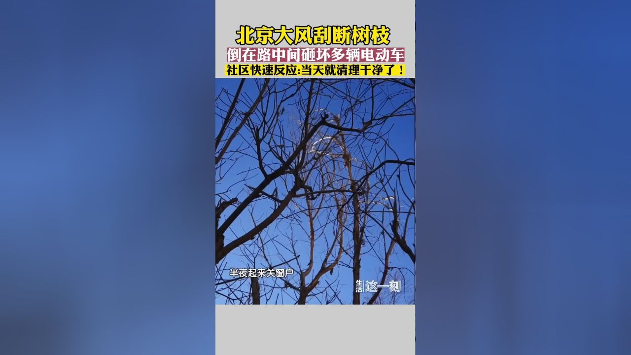 北京大风刮断树枝 倒在路中间砸坏多辆电动车 社区快速清障