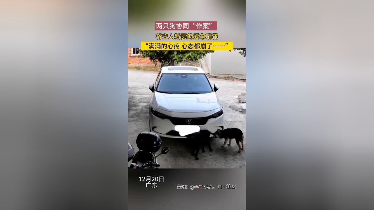 两只狗狗协同“作案”,将主人新买的爱车啃花