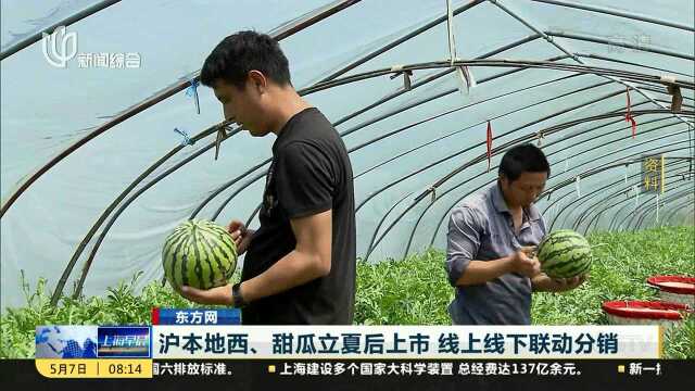 沪本地西、甜瓜立夏后上市 线上线下联动分销