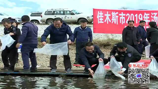 我市举行2019年汤旺河大马哈鱼增殖放流活动