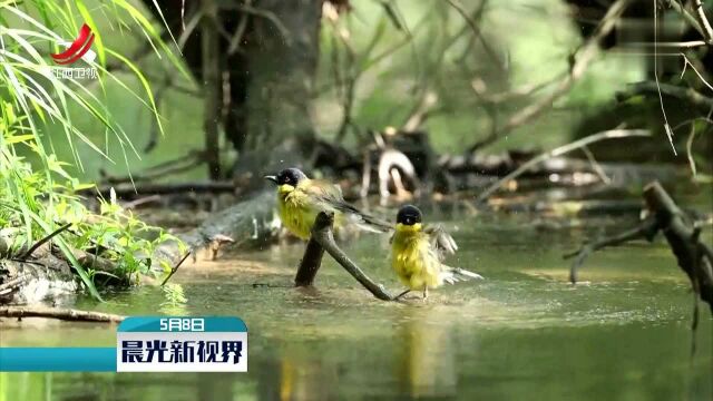 江西婺源:蓝冠噪鹛野生种群数量达150只