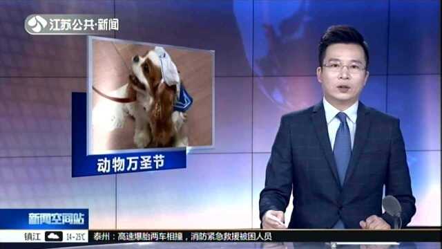 美国国会山宠物派对 看“汪星人”72变