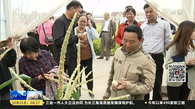 玉米有了新吃法 国产水果玉米申雪甜一号问世