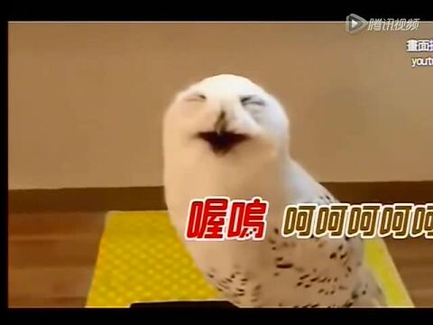 猫头鹰会呵呵呵呵笑有视频为证