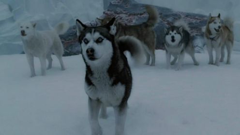 被主人遗弃的狗狗，在冰天雪地存活了175天！