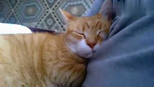 原本傲娇至极的橘猫突然撒娇，要摸摸、要抱抱、要亲亲！ - 腾讯视频