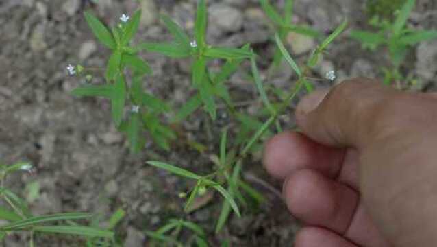 白花蛇舌草,伞房花耳草,还傻傻的分不清?今天给大家近距离解说