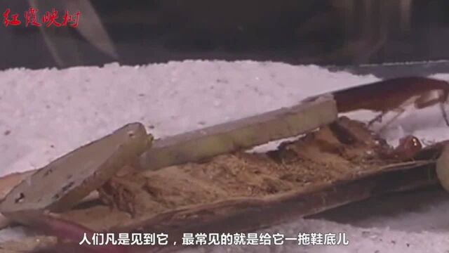 这种虫子在中国经常被鞋底儿拍死,在日本却受到了很高的重视