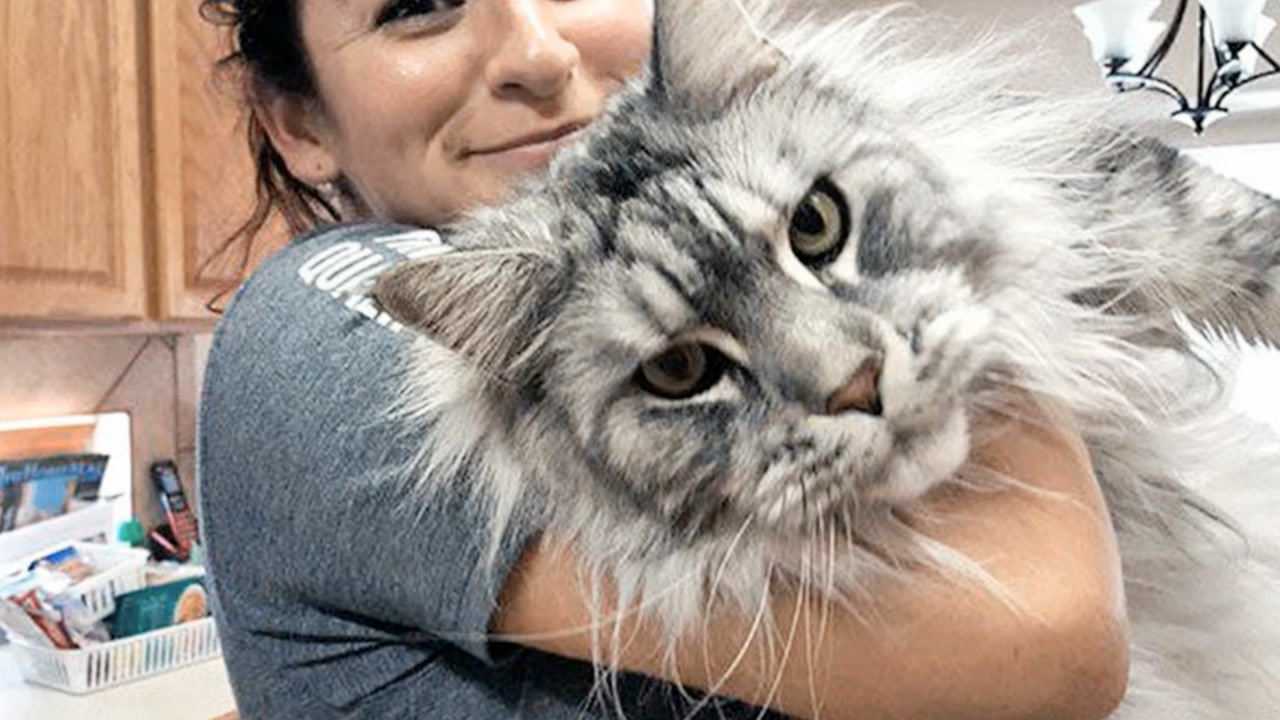 世界上最大的猫缅因猫体长12米被称作温柔的巨人