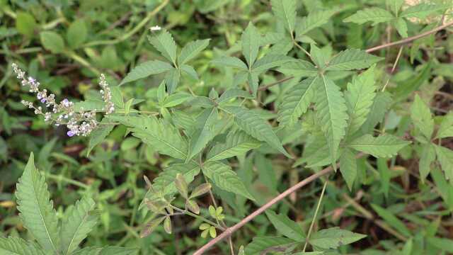 草药植物《牡荆》,在你家乡有没有?有人叫它五指柑