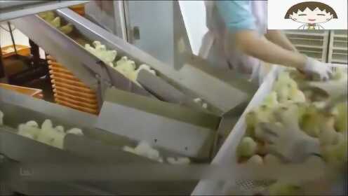 工厂全程机械孵化小鸡，效率非常的高，不过方式有点粗鲁