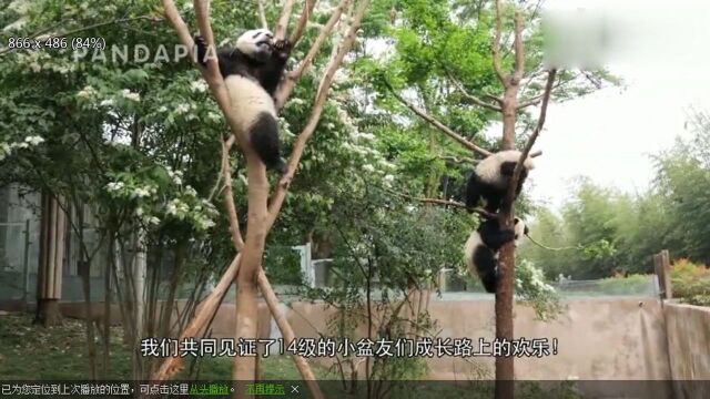 小熊猫日常生活集锦,看着小熊猫快乐的成长,好开心啊