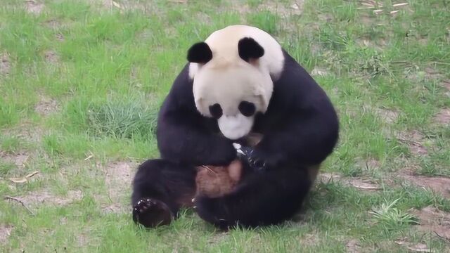 熊猫院子里玩却失手闯下大祸,当饲养员呼唤它,浦蒲瞬间变的紧张!