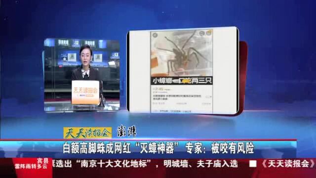 白额高脚蛛成网红“灭蟑神器” 专家:被咬有风险